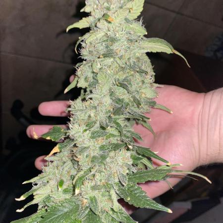 Forbidden Fruit Cake - Pure Instinto.