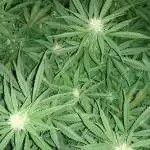 Purple haze auto 