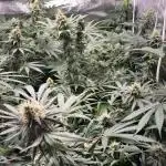 #13 Skywalker OG (Zamnesia Seeds)