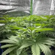 #17 Monster Bud Kush