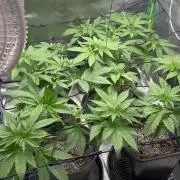 #17 Monster Bud Kush
