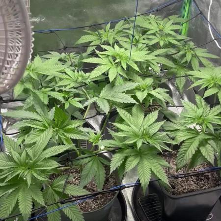 #17 Monster Bud Kush