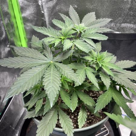 #15 Zamnesia Variety Grow