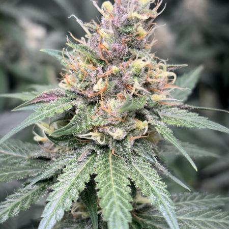 #14 - Barney's LSD Feminsed