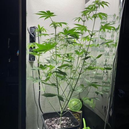 #12 - Barney's Lemon Tree