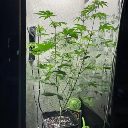 #12 - Barney's Lemon Tree