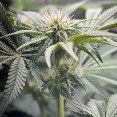 #10 - Eternity Grow Cup 2025 - Runtz