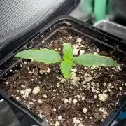 #21 - [Auto] Critical Cheese