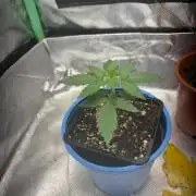 #19 - [Auto] London Poundcake