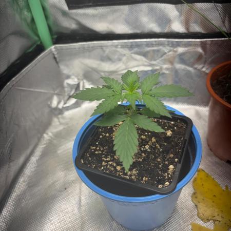 #19 - [Auto] London Poundcake