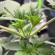 #15 Zamnesia Variety Grow