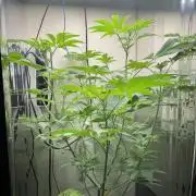 #16 - Sticky Broccoli: Eternity Cup 2026