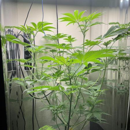 #16 - Sticky Broccoli: Eternity Cup 2026