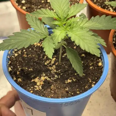 #13 Skywalker OG (Zamnesia Seeds)