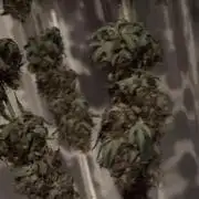 #15 Zamnesia Variety Grow