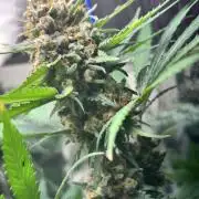 #12 - Barney's Lemon Tree