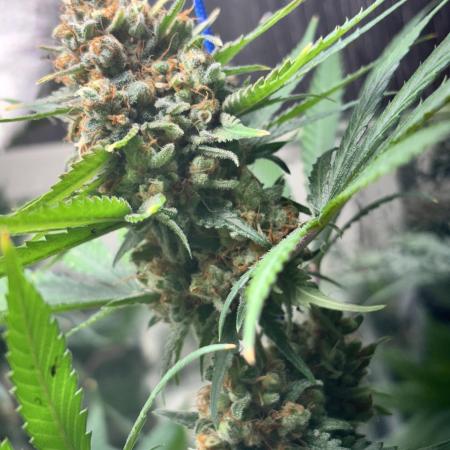 #12 - Barney's Lemon Tree