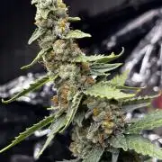 #19 - [Auto] London Poundcake