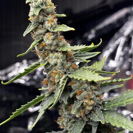 #19 - [Auto] London Poundcake