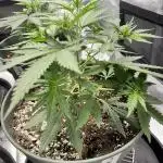 #13 Skywalker OG (Zamnesia Seeds)