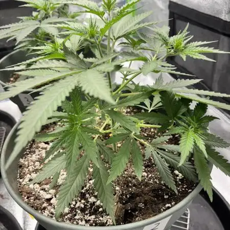 #13 Skywalker OG (Zamnesia Seeds)
