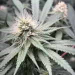 #14 - Barney's LSD Feminsed