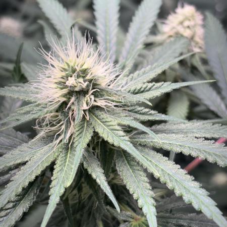 #14 - Barney's LSD Feminsed