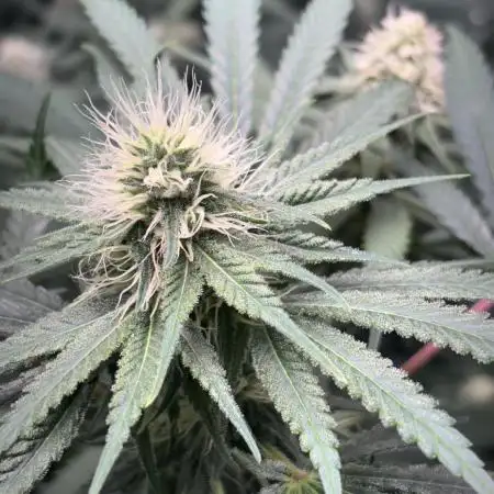 #14 - Barney's LSD Feminsed