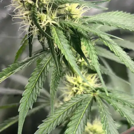 #14 - Barney's LSD Feminsed