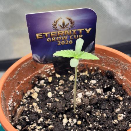 #16 - Sticky Broccoli: Eternity Cup 2026