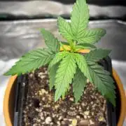 #20 - [Auto] Blueberry Crumble