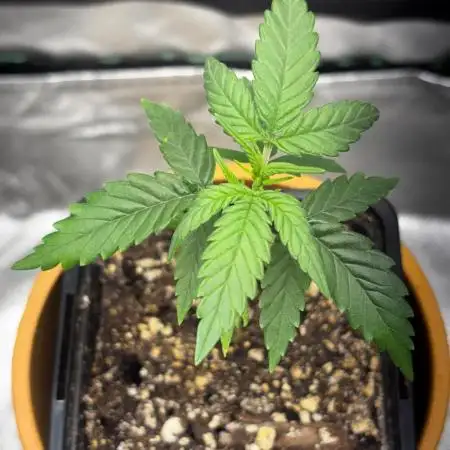 #20 - [Auto] Blueberry Crumble
