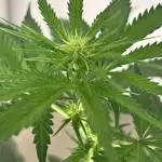 #14 - Barney's LSD Feminsed