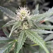 #19 - [Auto] London Poundcake