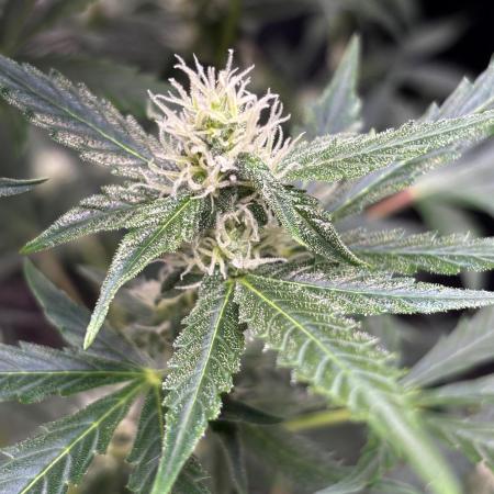 #19 - [Auto] London Poundcake