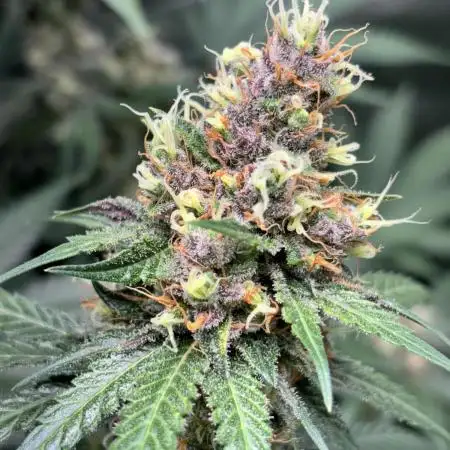 #14 - Barney's LSD Feminsed