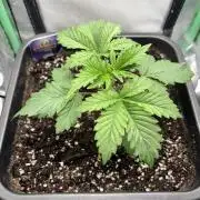 #16 - Sticky Broccoli: Eternity Cup 2026