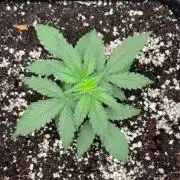 #19 - [Auto] London Poundcake