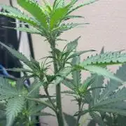 #19 - [Auto] London Poundcake