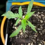 #20 - [Auto] Blueberry Crumble