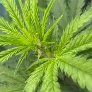 #19 - [Auto] London Poundcake