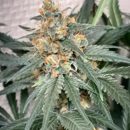 #12 - Barney's Lemon Tree
