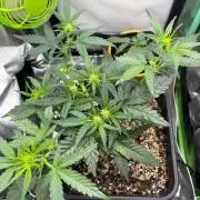 #20 - [Auto] Blueberry Crumble