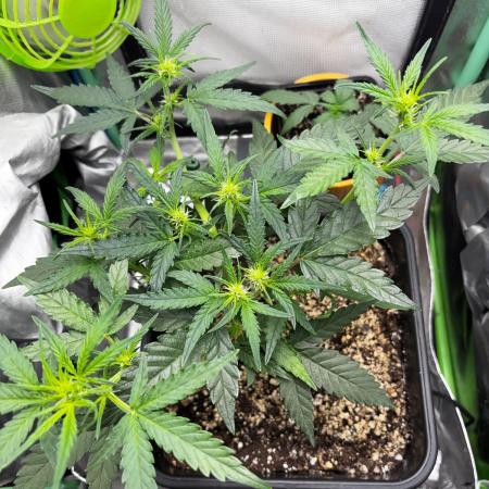 #20 - [Auto] Blueberry Crumble