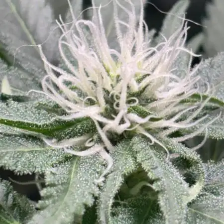 #12 - Barney's Lemon Tree
