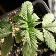 #21 - [Auto] Critical Cheese