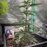 #19 - [Auto] London Poundcake