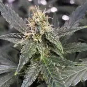 #19 - [Auto] London Poundcake