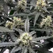 #20 - [Auto] Blueberry Crumble