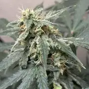 #18 - [Auto] F1 Hyperion - RQS
